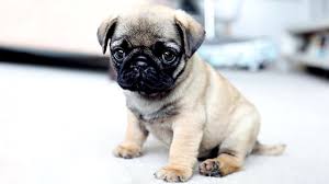 Vendo perro de la raza pug. Nombres Para Perros Pug 123 Nombres Diferentes
