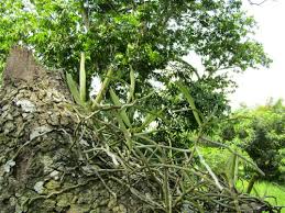 Image result for Rhipidoglossum