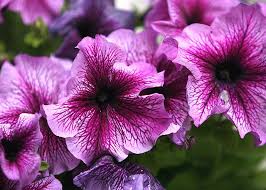 December initially had 29 days. Blooms In Nuweara Eliya Amaya Resorts Spas Blog