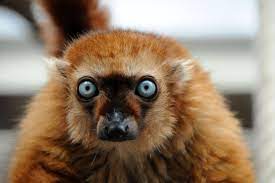 Blue Eyed Black Lemur Lemur Cute Creatures Beautiful Creatures