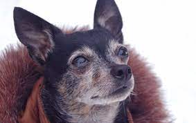 What Clothes Should I Get My Chihuahua For Cold Weather