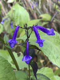 Image result for Isodon ramosissimus