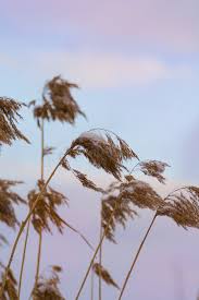 Image result for Phragmites mauritianus