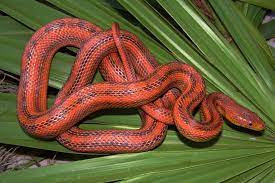 Deckert S Florida Keys Rat Snake Elaphe Obsoleta Deckerti Rat Snake Snake Reptiles