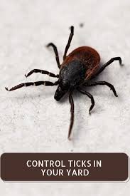 Pin On Termite Pest Control