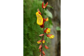 Image result for Thunbergia mysorensis