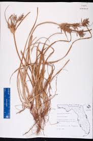 Image result for Cyperus esculentus