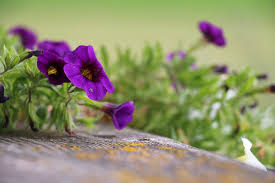 كيفية زراعة أزهار البنفسج في خطوات بالصور روزبيديا