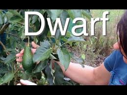 Each variety retains its own flavour and characteristics. Dwarf Avocado Tree But Large Fruit Grafted Pinkerton Youtube