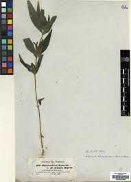 Image result for Aspilia kotschyi