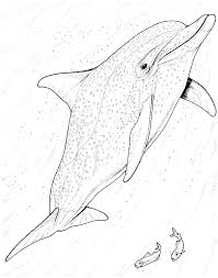 Dolphin picture to color for kids my son loves dolphins. Free Dolphin Coloring Pages Dolphin Coloring Pages Coloring Pages Animal Coloring Pages