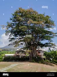 Image result for Albizia niopoides