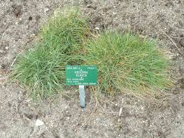 It forms dense round clumps. Koeleria Glauca Large Blue Hair Grass North Carolina Extension Gardener Plant Toolbox