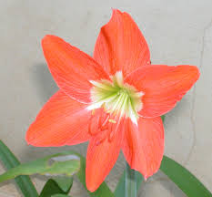 Image result for Hippeastrum puniceum