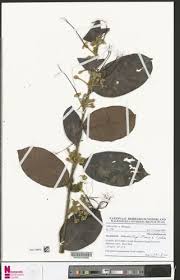 Image result for Dactyladenia