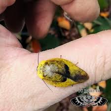 Image result for Gilgiochloa indurata