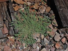 Image result for Euphorbia prostrata