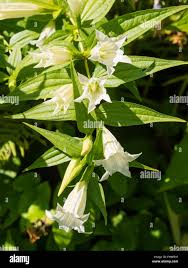 Image result for Gentiana asclepiadea alba