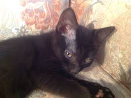 Treatment for weight loss in cats. Pin On Hair Loss