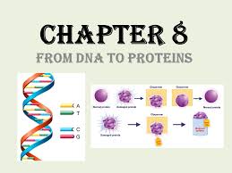 Dna carries the genetic information in the cells of all living organisms. Chapter 8 From Dna To Proteins Ppt Video Online Download