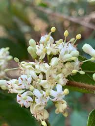 Image result for Keetia gueinzii