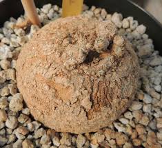 Image result for Coccinia mildbraedii