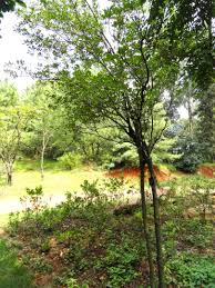 Image result for Ternstroemia polypetala