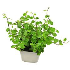 Image result for Pellaea doniana