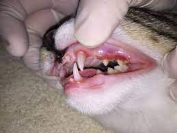 After a thorough evaluation, your periodontist will recommend the best course of professional treatment. Periodontal Disease Douglassville Veterinary Hospital