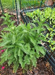 Image result for Sarcophrynium brachystachyum