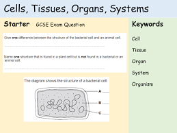 Maybe you would like to learn more about one of these? Ks3 Cells Lesson 7 Cells Tissues Organs Systems Teaching Resources