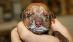 Woman Admits Breastfeeding Dog For Two Months