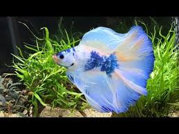 They like to swim long the middle habitation zone, well below the betta fish, and require a longer tank for them to swim up and down. Betta Fish Wholesale Price Mandi Rate For Siamese Fighting Fish