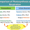 What is the equation of cellular respiration? Https Encrypted Tbn0 Gstatic Com Images Q Tbn And9gcqmfujjs8gi94cqwidbngrxihnwaafbmliam85lfl8vbcunuovm Usqp Cau