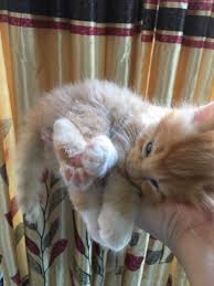 Ia mempunyai sifat rasa ingin tahu yang tinggi, mudah untuk dilatih dan menyesuaikan diri dengan manusia (peramah). 23 Ide Cats Di 2021 Kucing Anak Kucing Gemas Anak Kucing