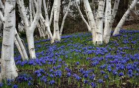 Check spelling or type a new query. Hd Wallpaper Earth Spring Birch Blue Flower Bluebell Forest Tree Wallpaper Flare