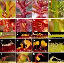 Image result for Droogmansia