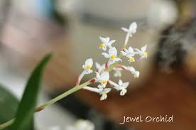 We did not find results for: Jewel Orchid Care How To Grow Ludisia Discolor Indoors