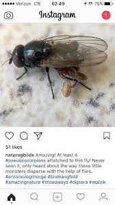Shannon airport, co clare, republic of ireland. Pin By Shannon Garner On Flies Amazing Nature Mang Little Monsters