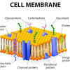 This is an interactive video of a student presenting her 5th grade 3d animal cell project. 3