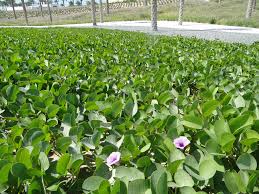 Image result for Ipomoea pes-caprae