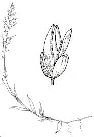 Image result for Coelachne