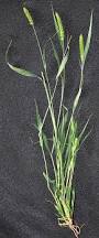 Image result for Setaria viridis