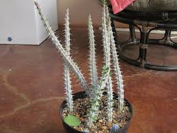 Ideal plants have been grown in pots from stem cuttings and from seed. False Ocotillo Alluaudia Procera By Thecactiforum On Deviantart Ocotillo Dry Plants Macrame Plant Hanger