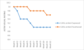 Image result for Celtis zenkeri
