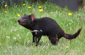 Tasmanian Devil Wikipedia