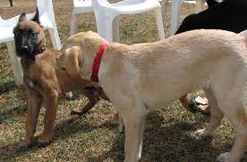 Is Your Dog Suddenly Afraid Of Familiar Things The Light Of Dog