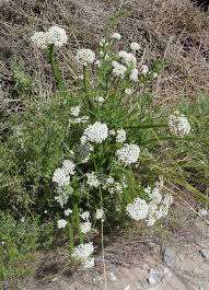 Image result for Selago albomarginata