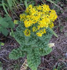 Image result for Senecio latifolius