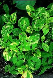 Persicaria Virginiana Painters Palette Painters Palette Plants Shade Plants